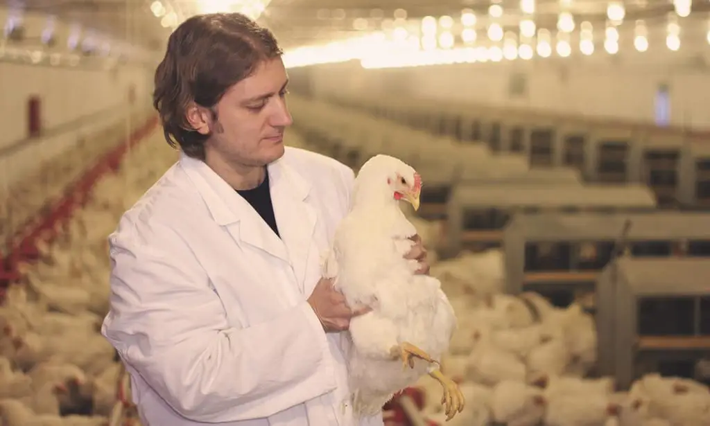 diploma in poultry farming