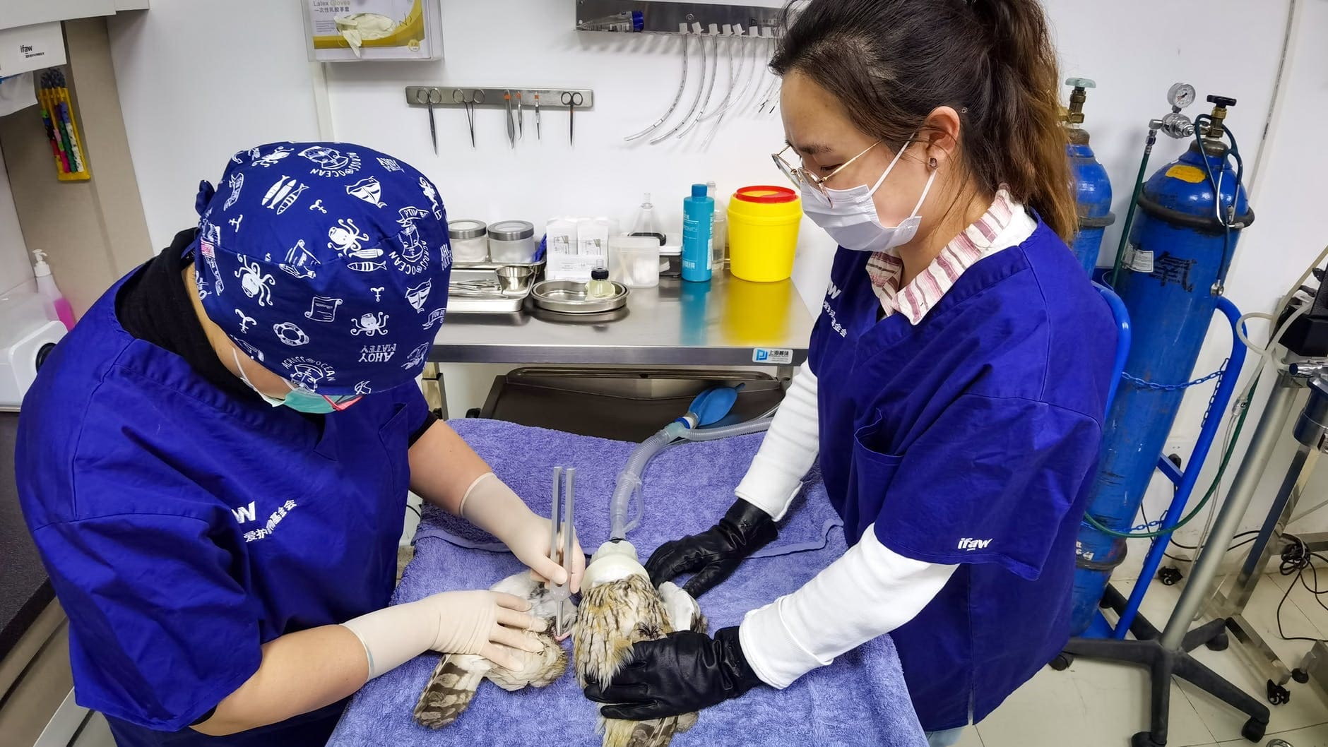 veterinary assistant