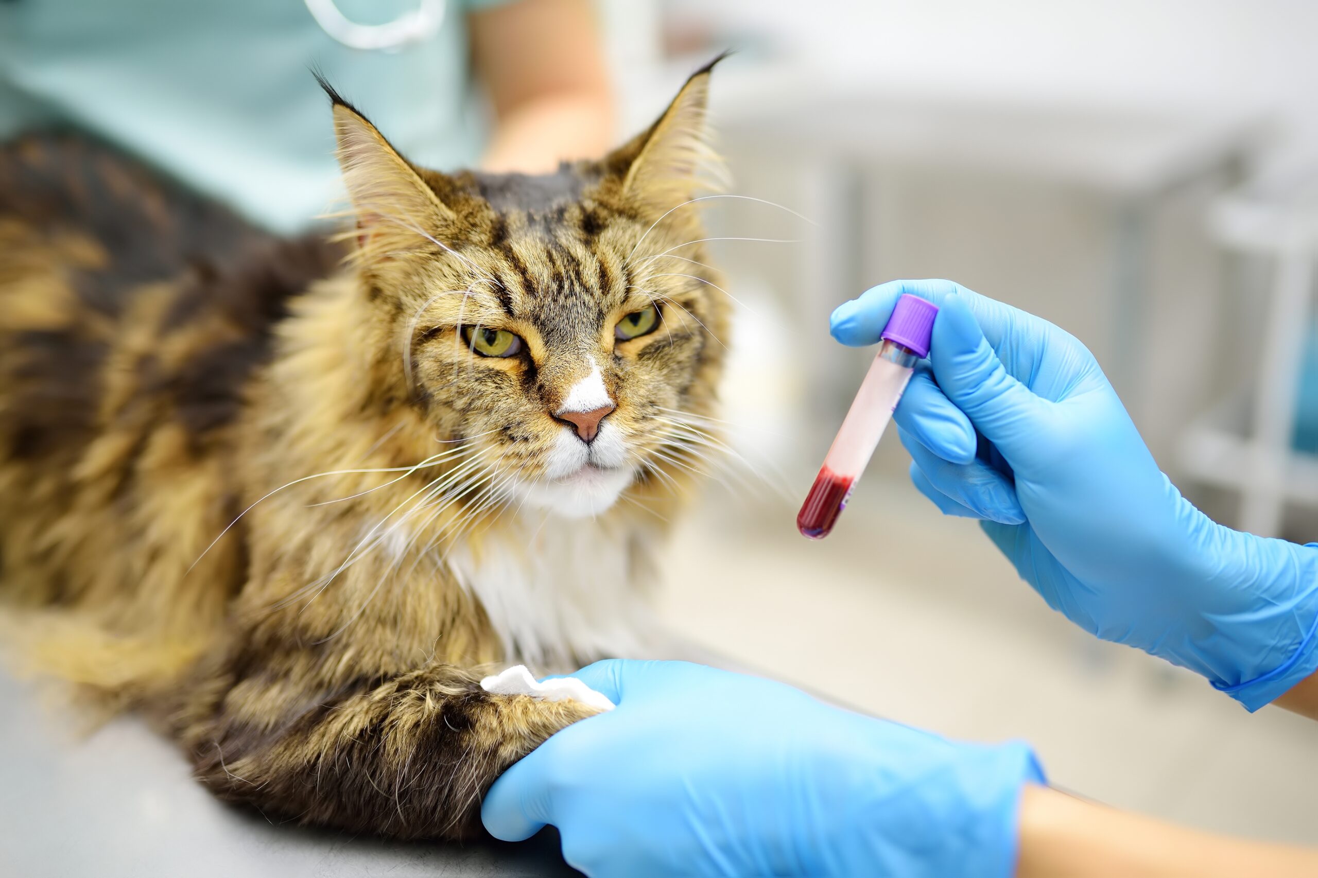 Certificate in Veterinary – 6 Months